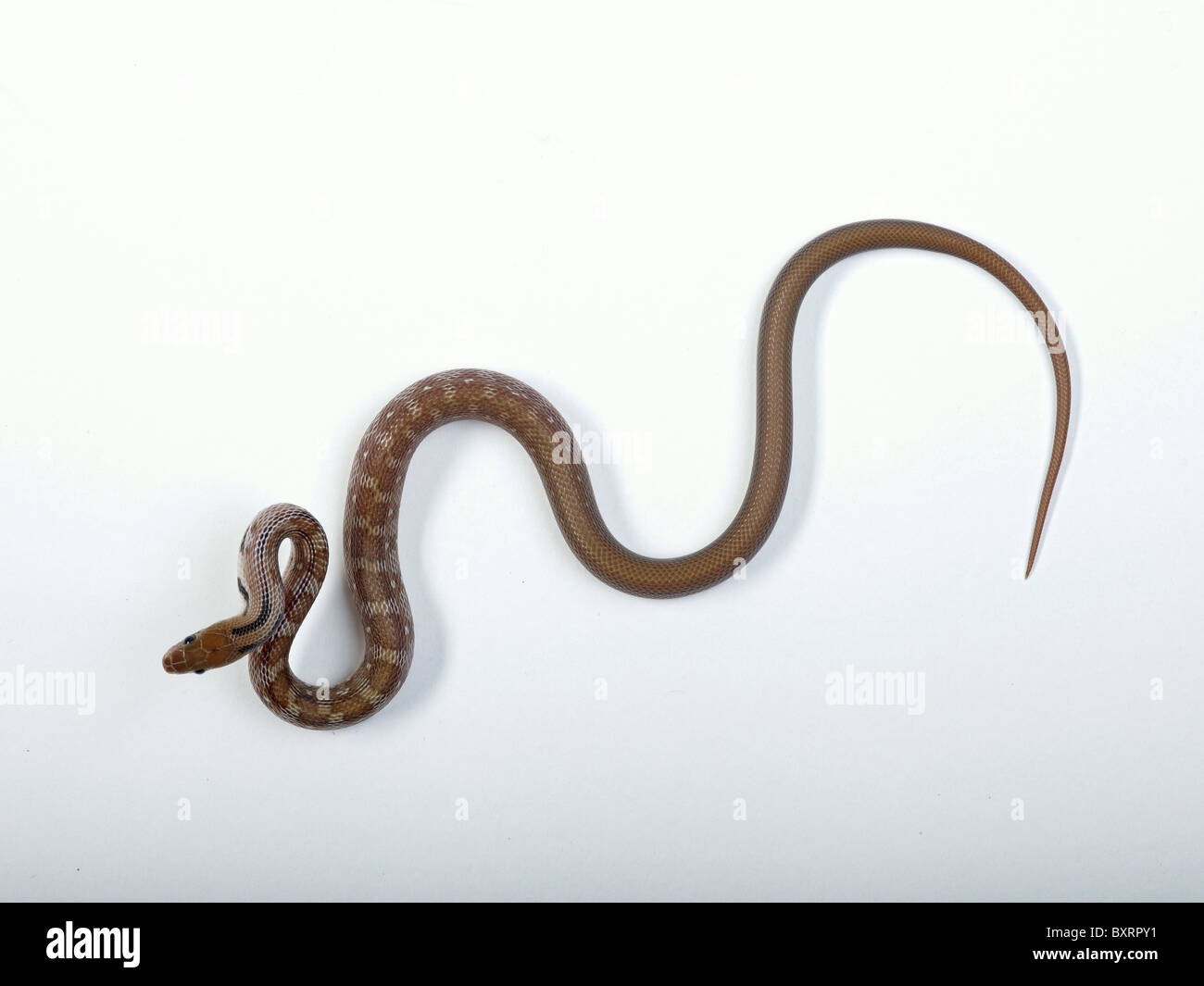 Bijou serpent (Coelognathus helena) Banque D'Images