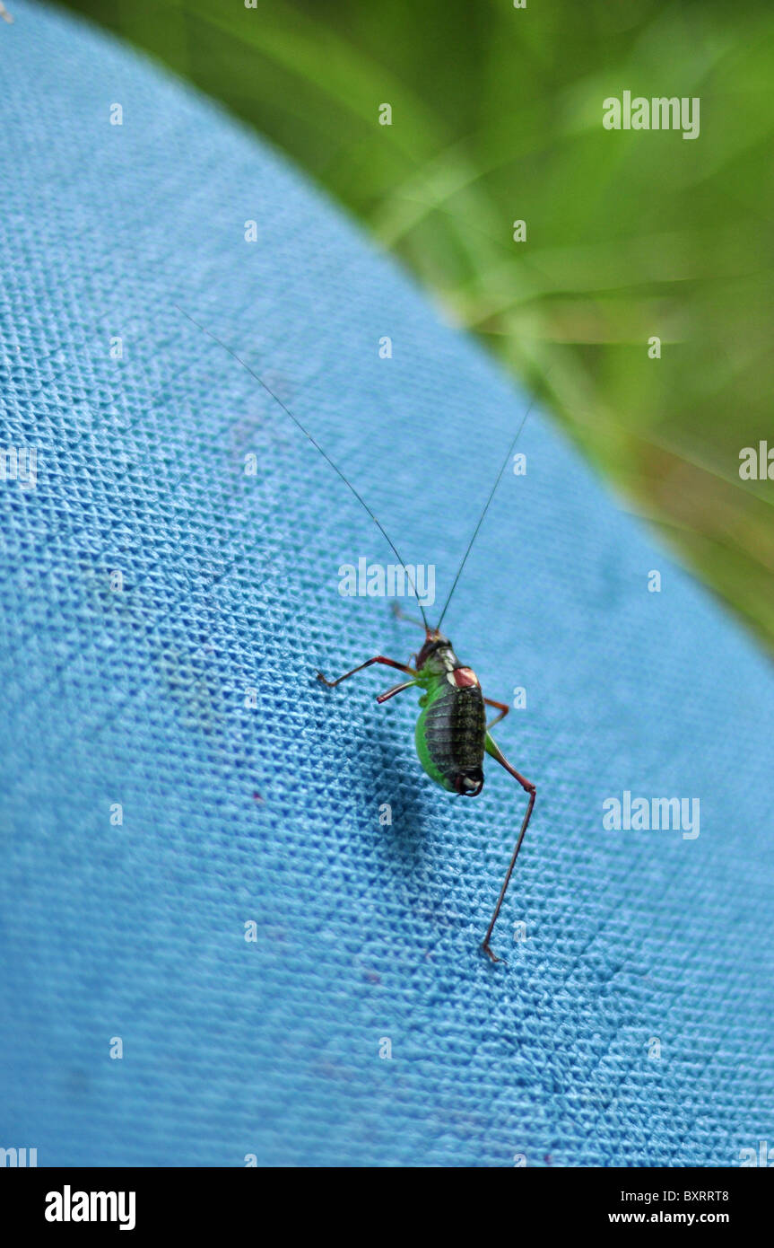 Grasshopper sans une jambe Banque D'Images