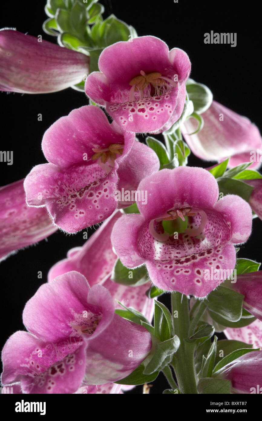 Close-up of purple-fleurs roses sur fond noir Banque D'Images