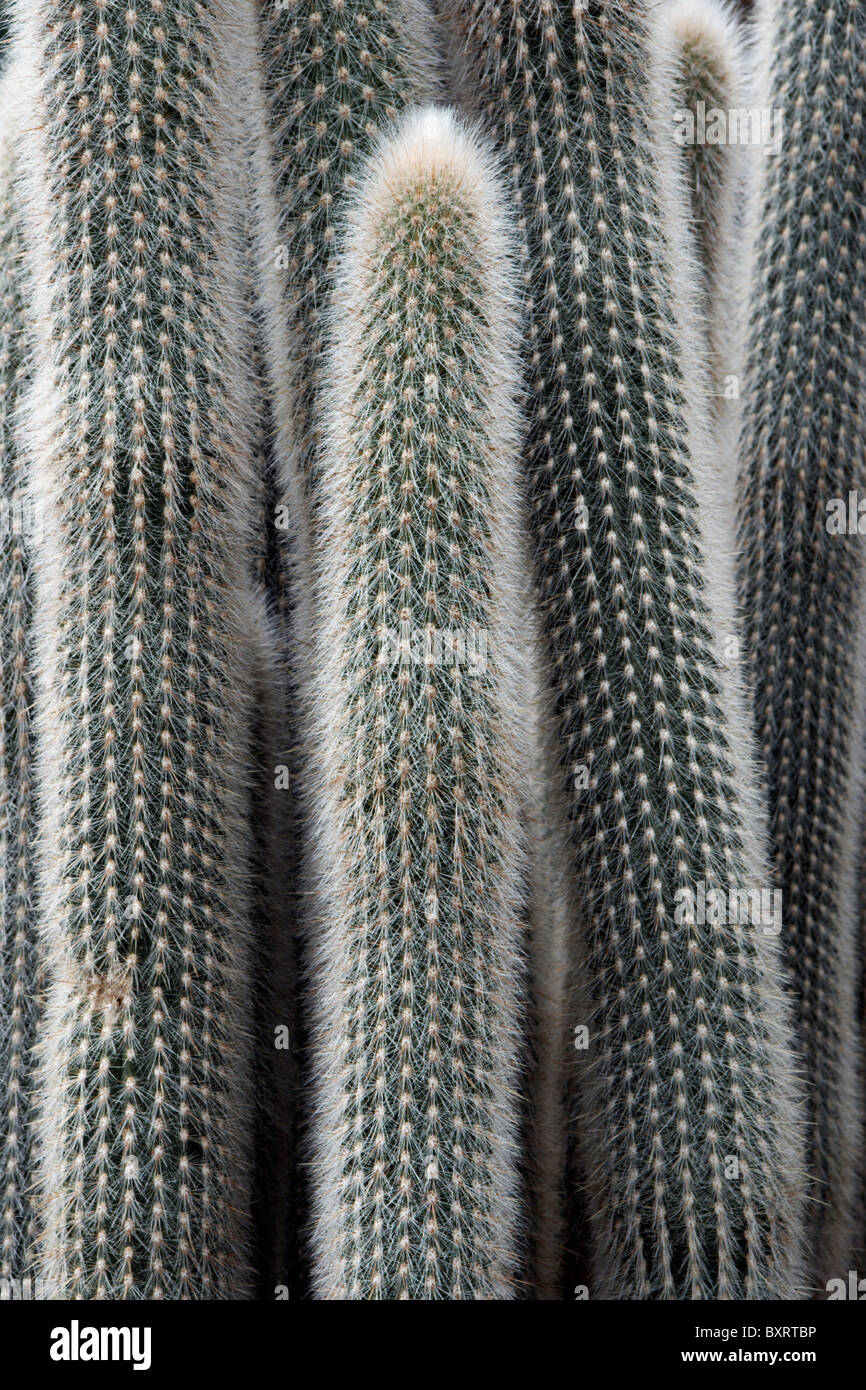 Close-up of cactus Banque D'Images