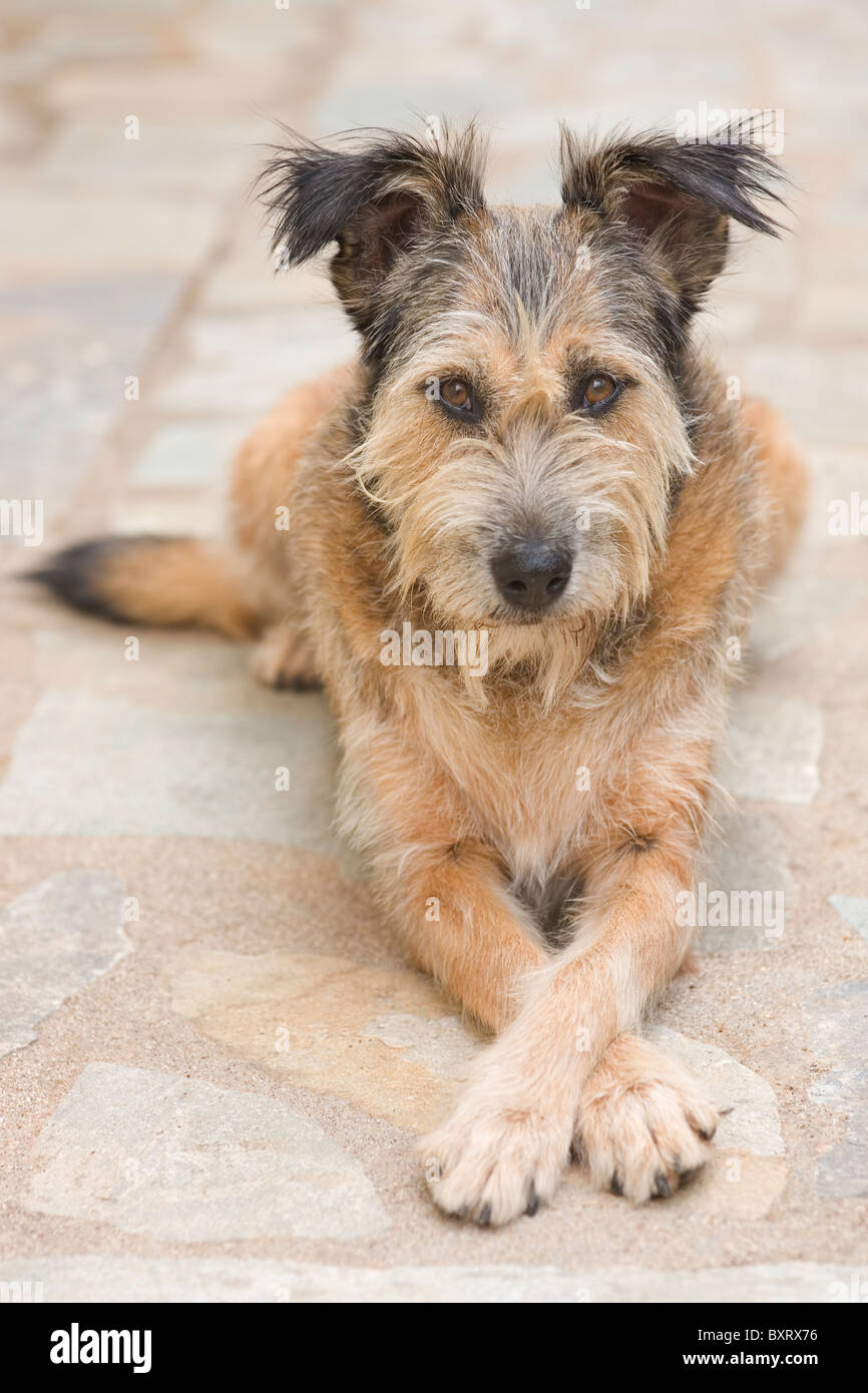 Portrait d'un chien bâtard Photo Stock - Alamy