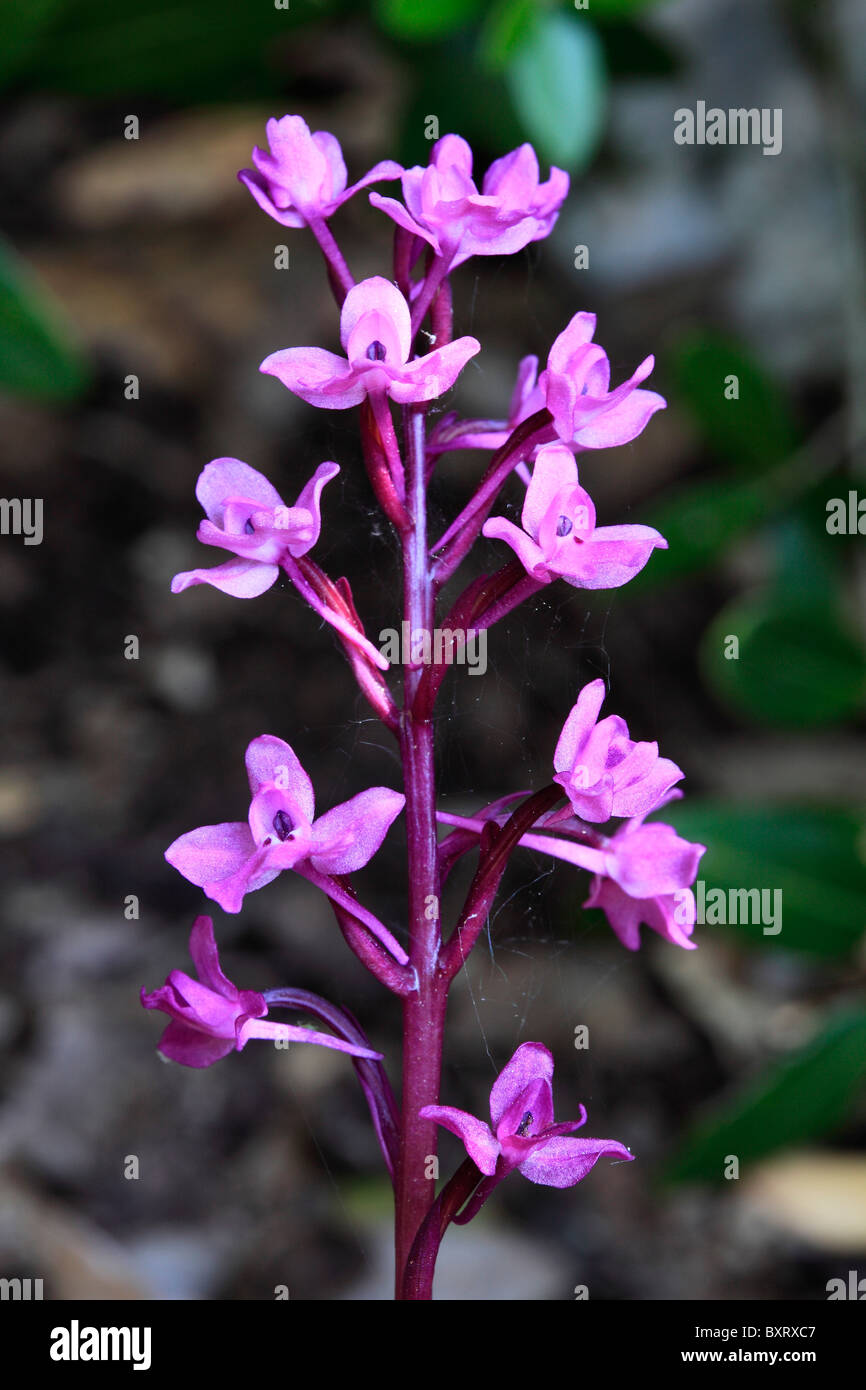 Orchis quadripunctata, Four-spotted Orchis Banque D'Images