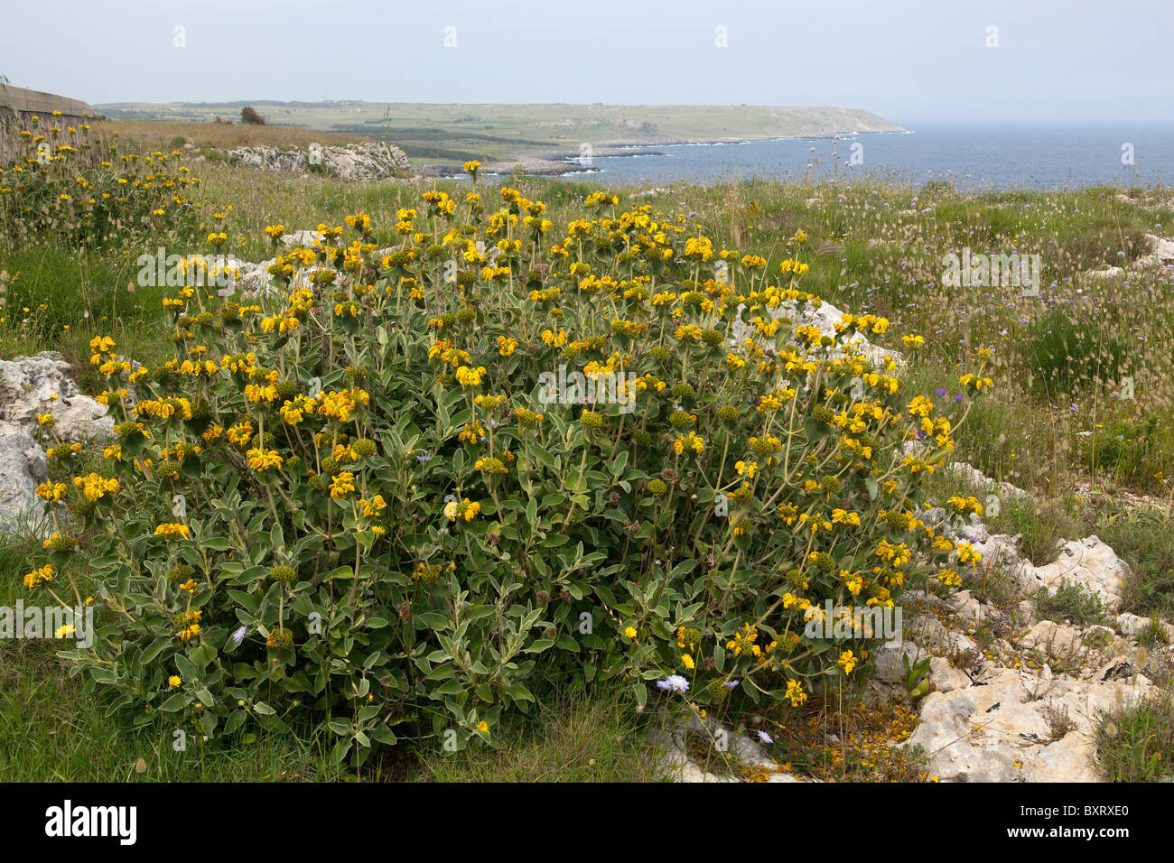 Phlomis fruticosa, Jérusalem Sage Banque D'Images