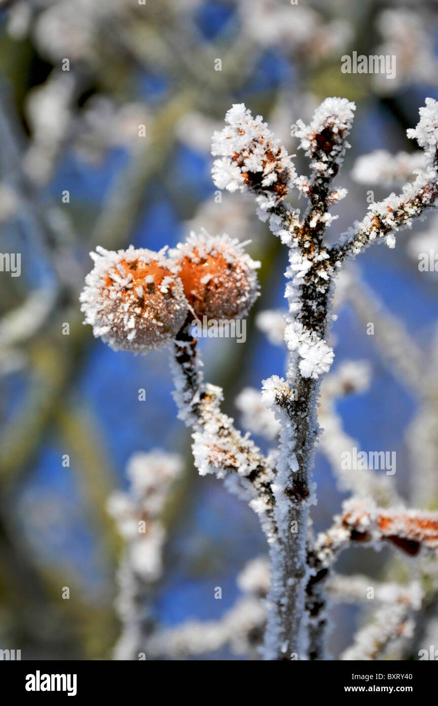 Whitminster Gloucestershire UK Oak Tree Meadow hiver neige Hore Givre Lever de Soleil Oak-Apples Banque D'Images