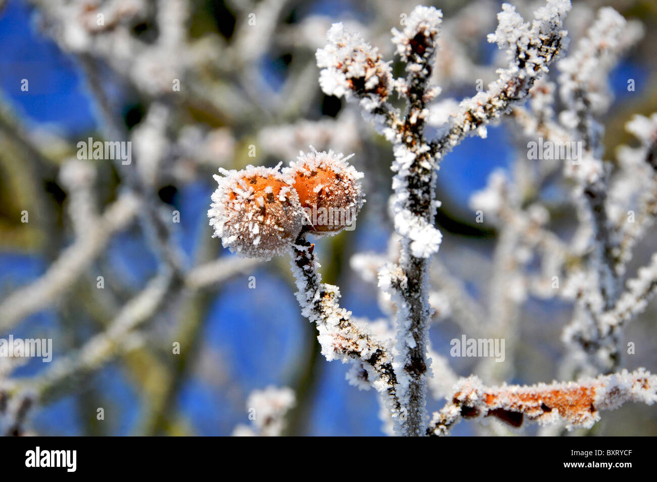 Whitminster Gloucestershire UK Oak Tree Meadow hiver neige Hore Givre Lever de Soleil Oak-Apples Banque D'Images