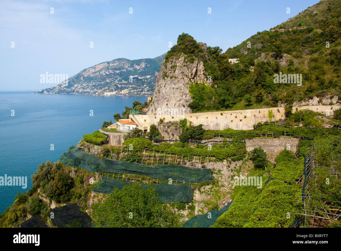 La culture des citrons, Maiori, Golfe de Salerne, Côte Amalfitaine, Campanie, Italie Banque D'Images