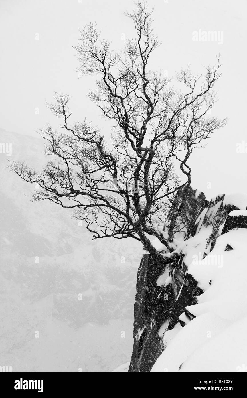Un Rowan Tree en hiver dans la carrière d'Ardoise Dinorwic Banque D'Images