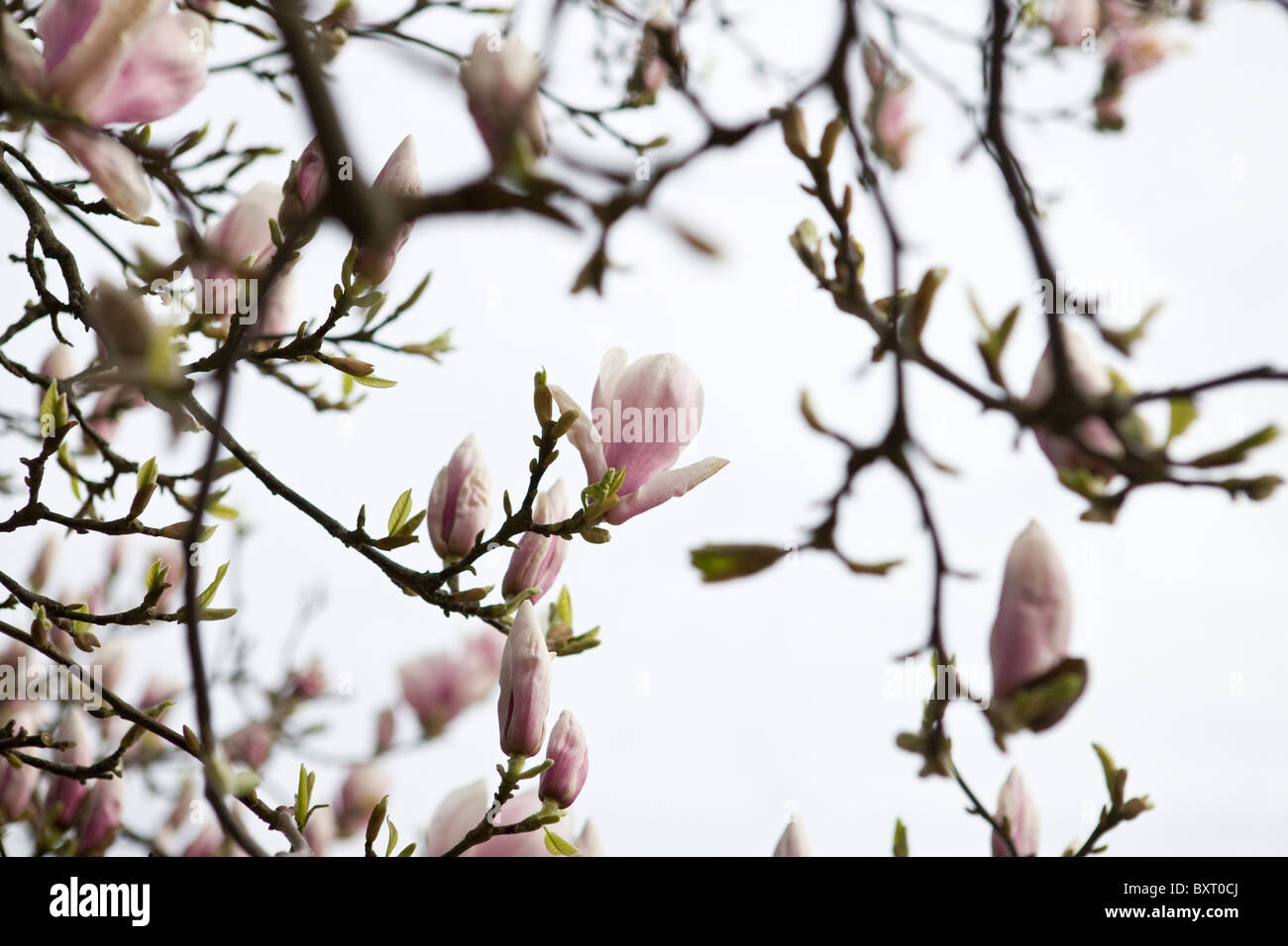 Branches d'un magnolia Banque D'Images