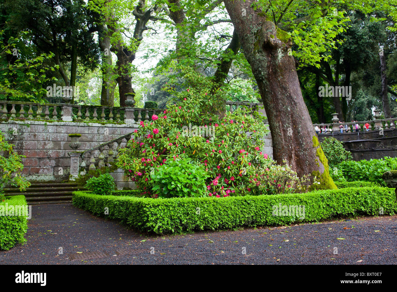 Arbre et les rhododendrons, la Villa Lante, Viterbo, Latium, Italie Banque D'Images