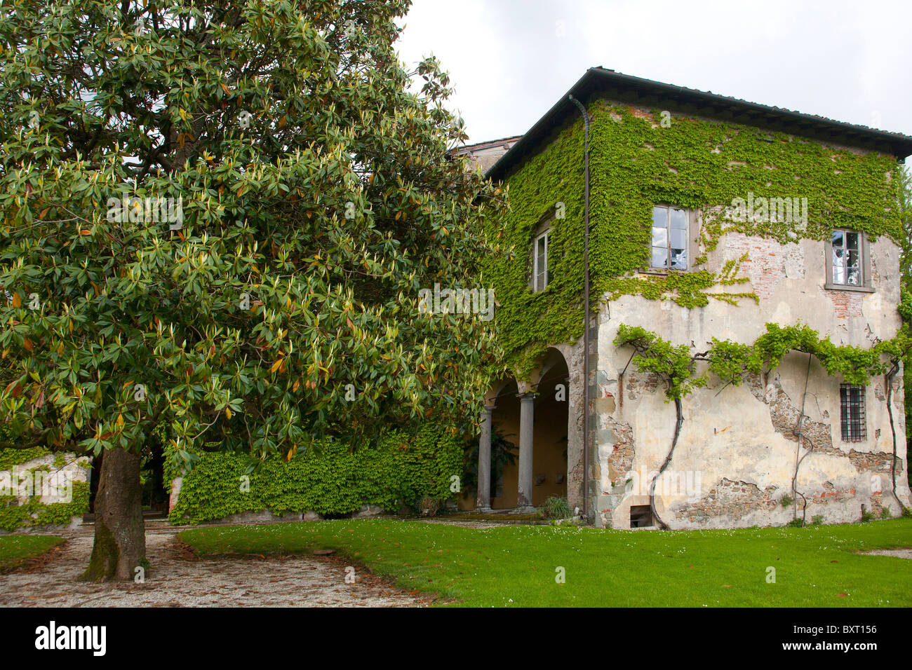 Magnolia grandiflora, Villa del Vescovo, Villa Marlia, Lucques, Toscane, Italie Banque D'Images