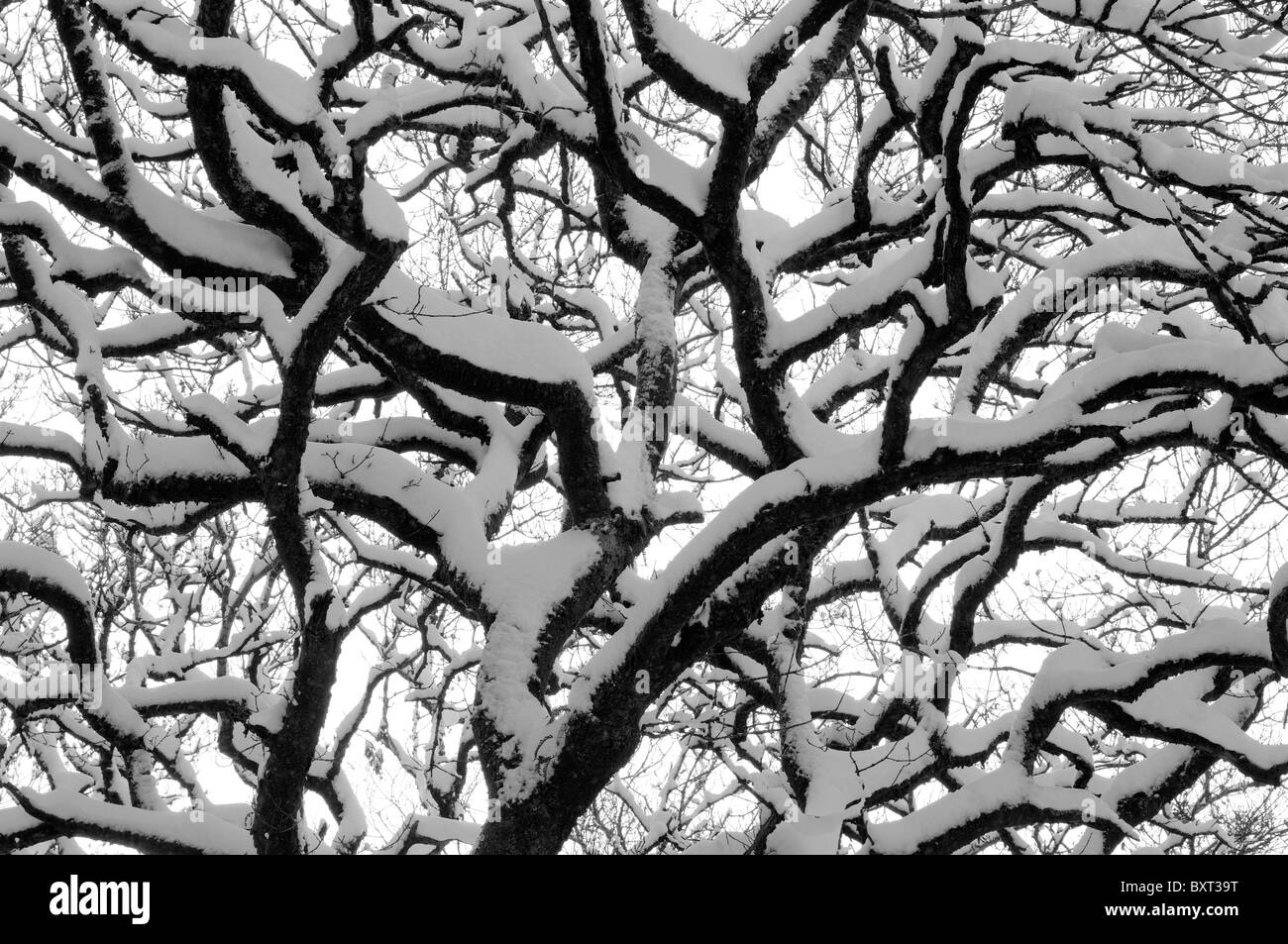 Un chêne avec couvert de neige des branches en noir et blanc Banque D'Images