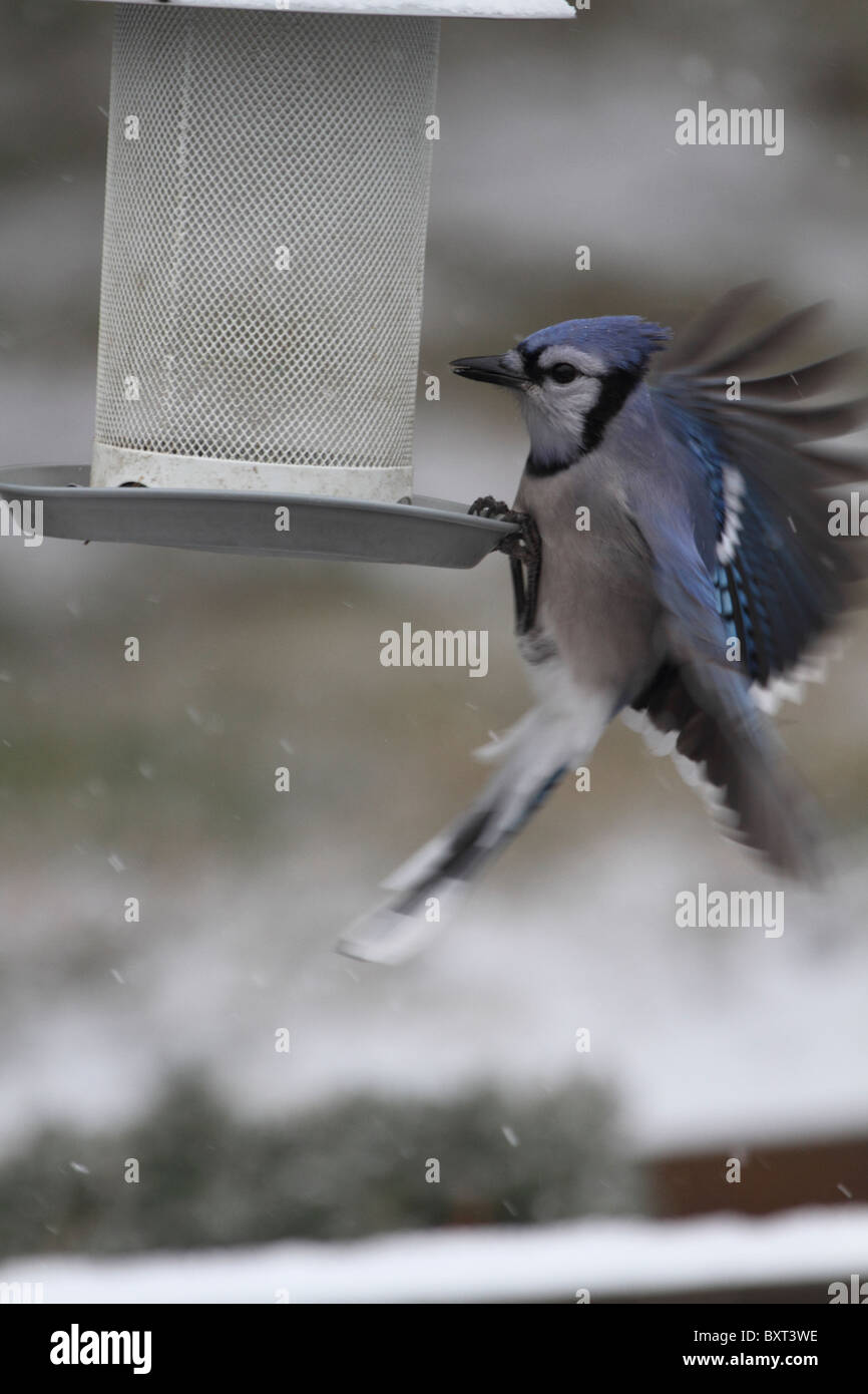 Le Geai bleu, Cyanocitta cristata, approche d'une mangeoire pour oiseaux. New Jersey, USA Banque D'Images