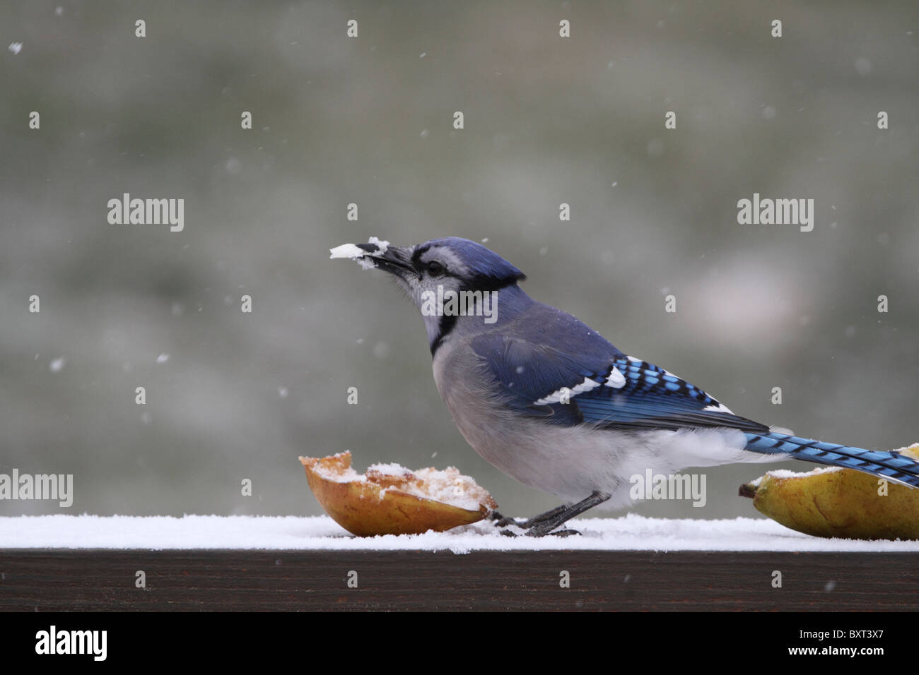 Le Geai bleu, Cyanocitta cristata, manger une poire dans la neige. New Jersey, USA Banque D'Images
