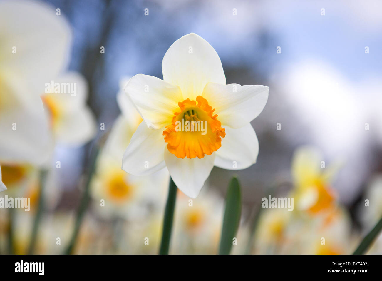 Une Jonquille blanche et orange Photo Stock - Alamy