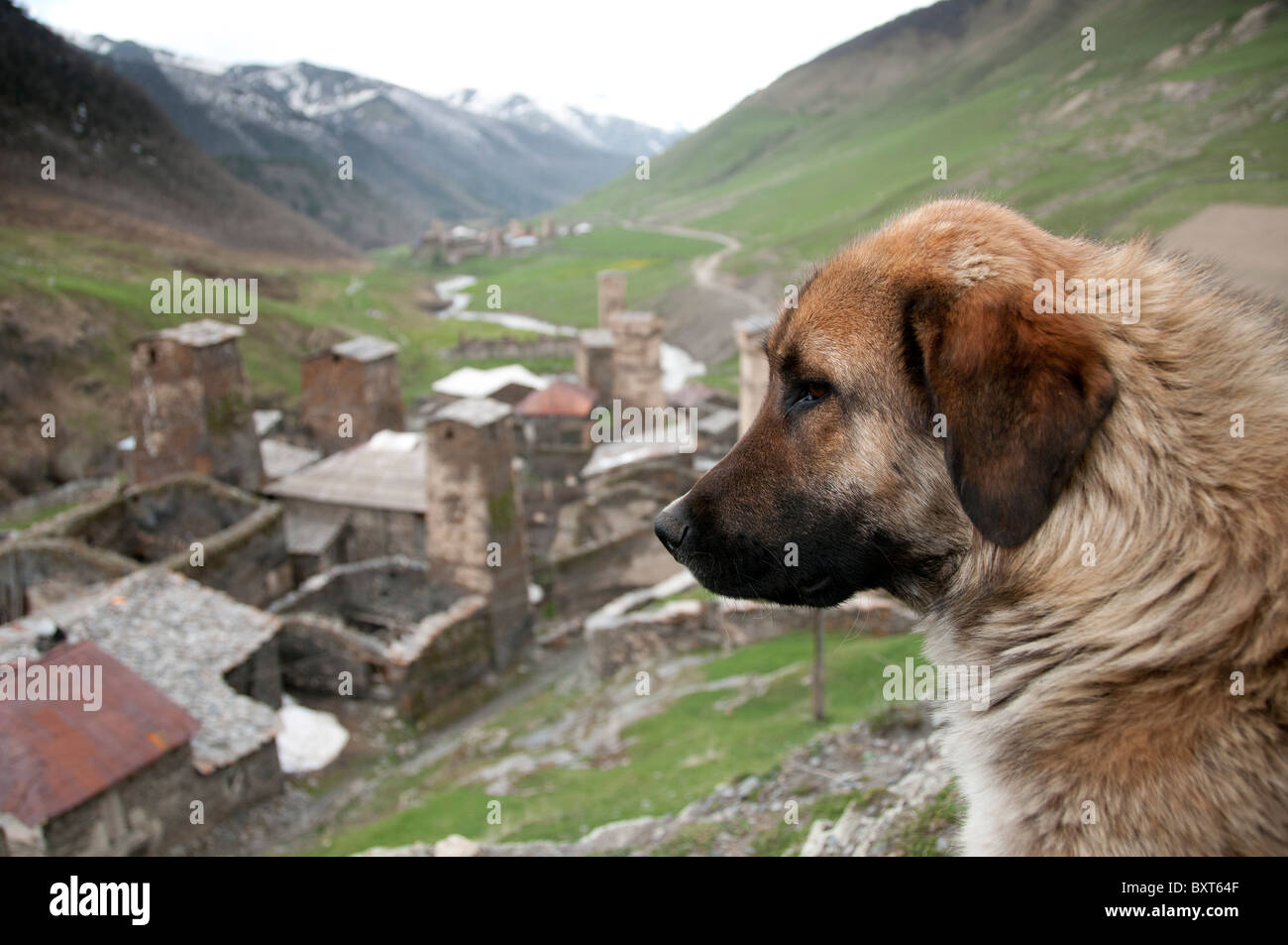 Un chien local donne sur les tours de défense dans la communauté d'Ushguli, Géorgie. Banque D'Images