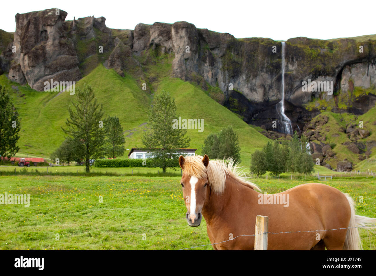 L'Islande, Vik, cheval islandais et cascade sur les falaises le long de la ceinture périphérique sur soirée d'été Banque D'Images