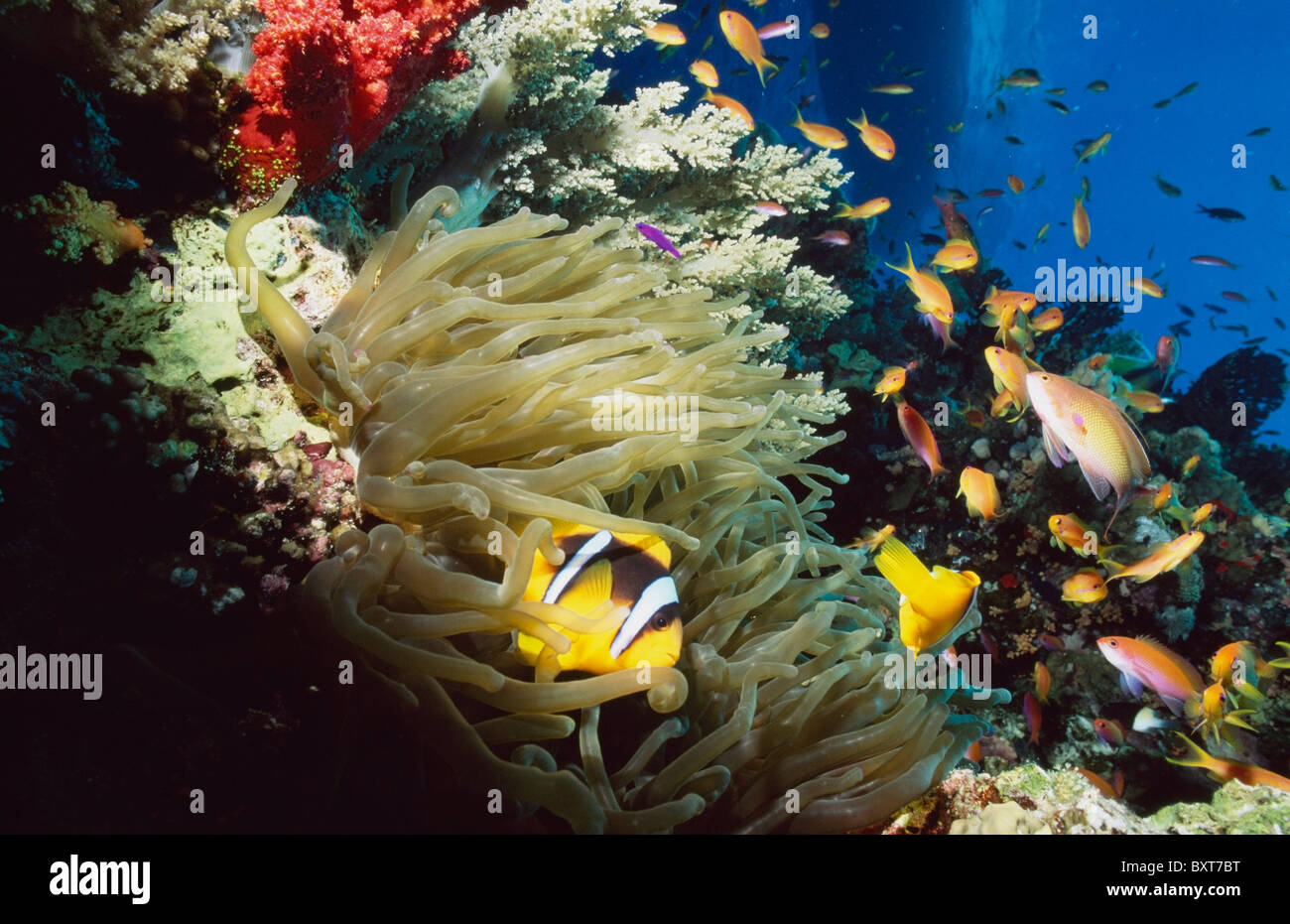 Poisson de l'anémone de mer rouge (Amphiprion Bicinctus) dans Anemone Banque D'Images