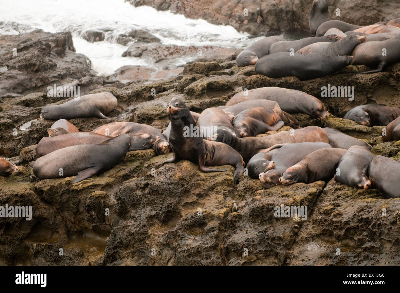 Les Lions de mer au cap Arago State Park - North Cove Banque D'Images