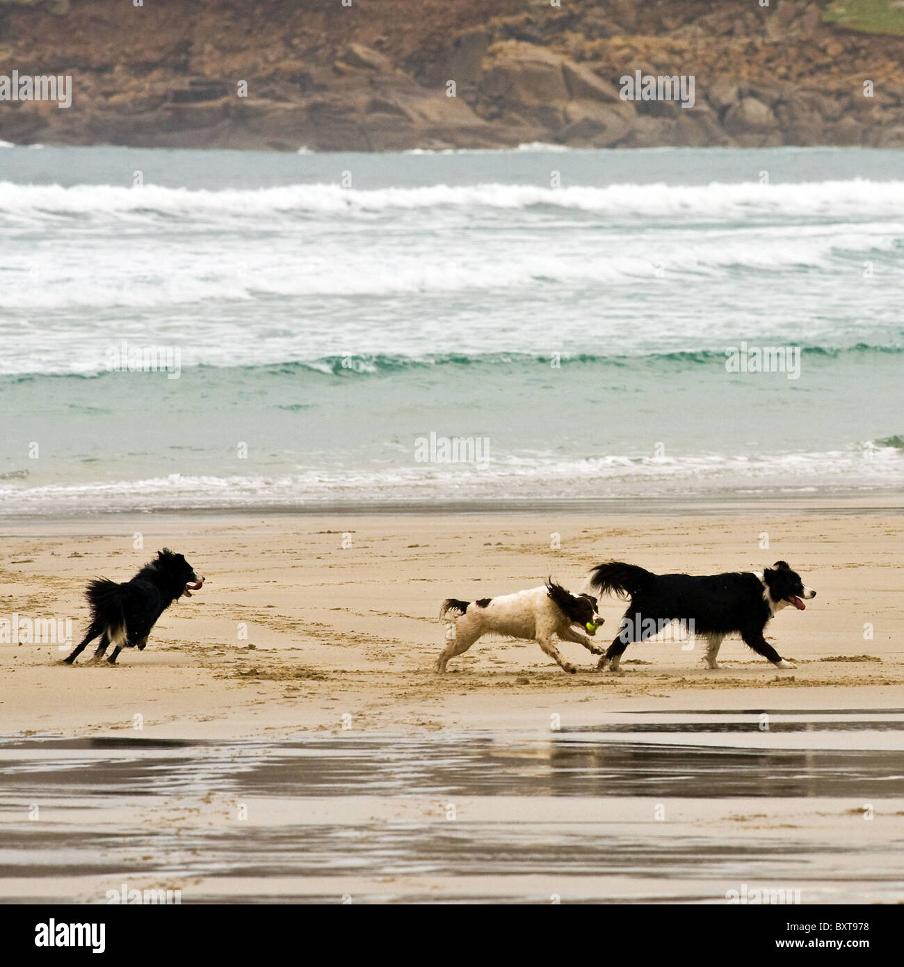 Trois chiens jouant sur la plage de Sennen à Cornwall. Banque D'Images