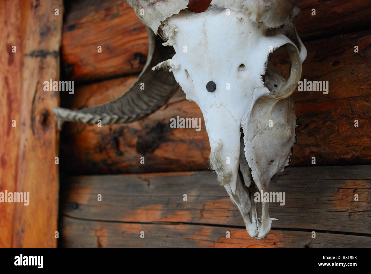 Un crâne ram cloué sur une cabane dans les régions rurales de la Transylvanie Banque D'Images