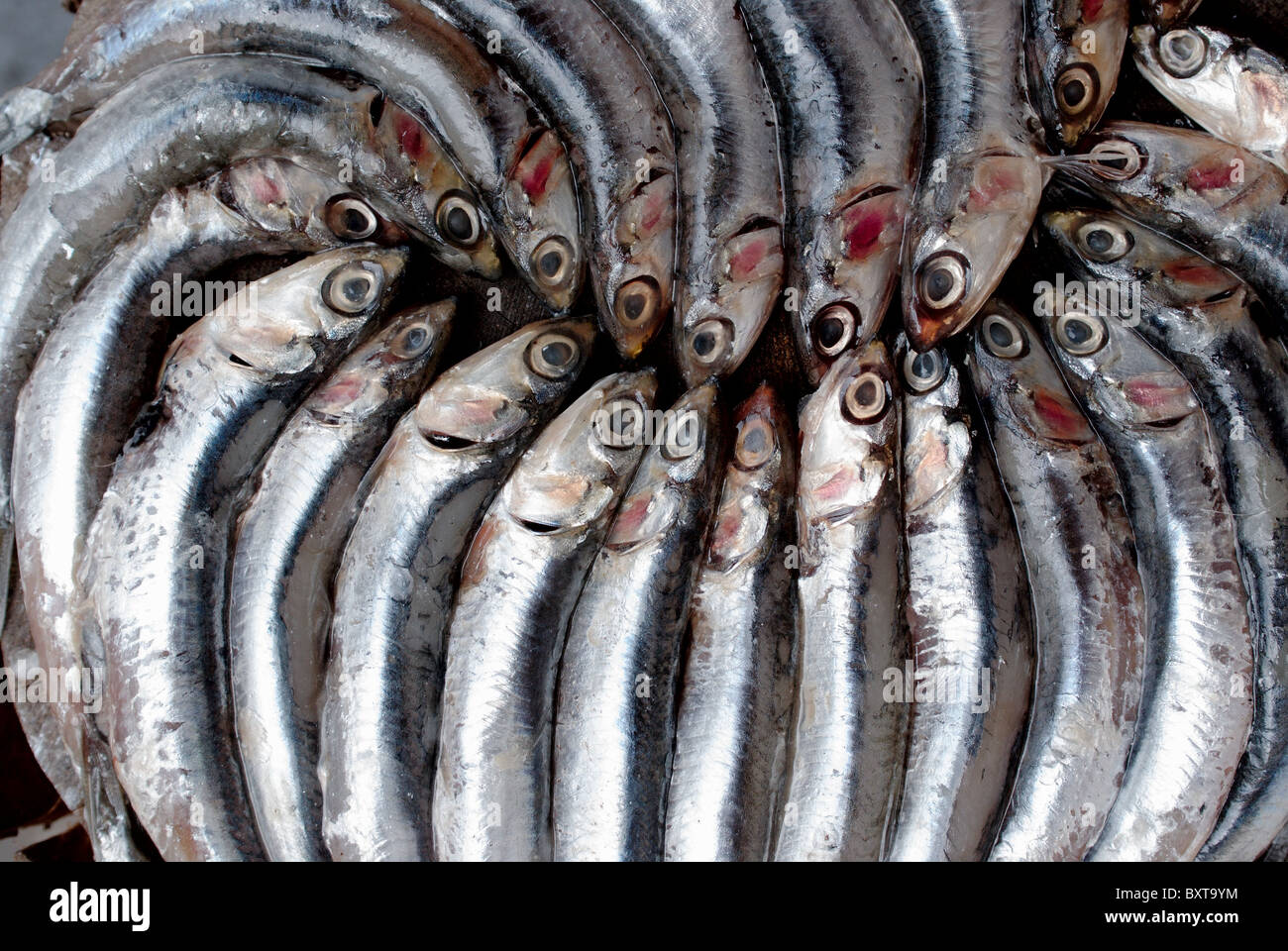 Un groupe d'anchois. Banque D'Images