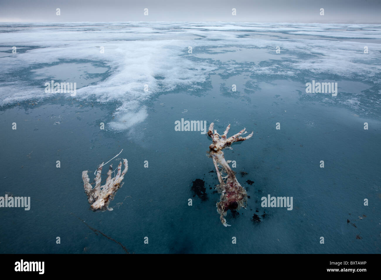 La Norvège Svalbard des restes de squelettes du Phoque barbu palmes après avoir été tué et mangé par l'ours polaire sur la glace près de Lady Banque D'Images