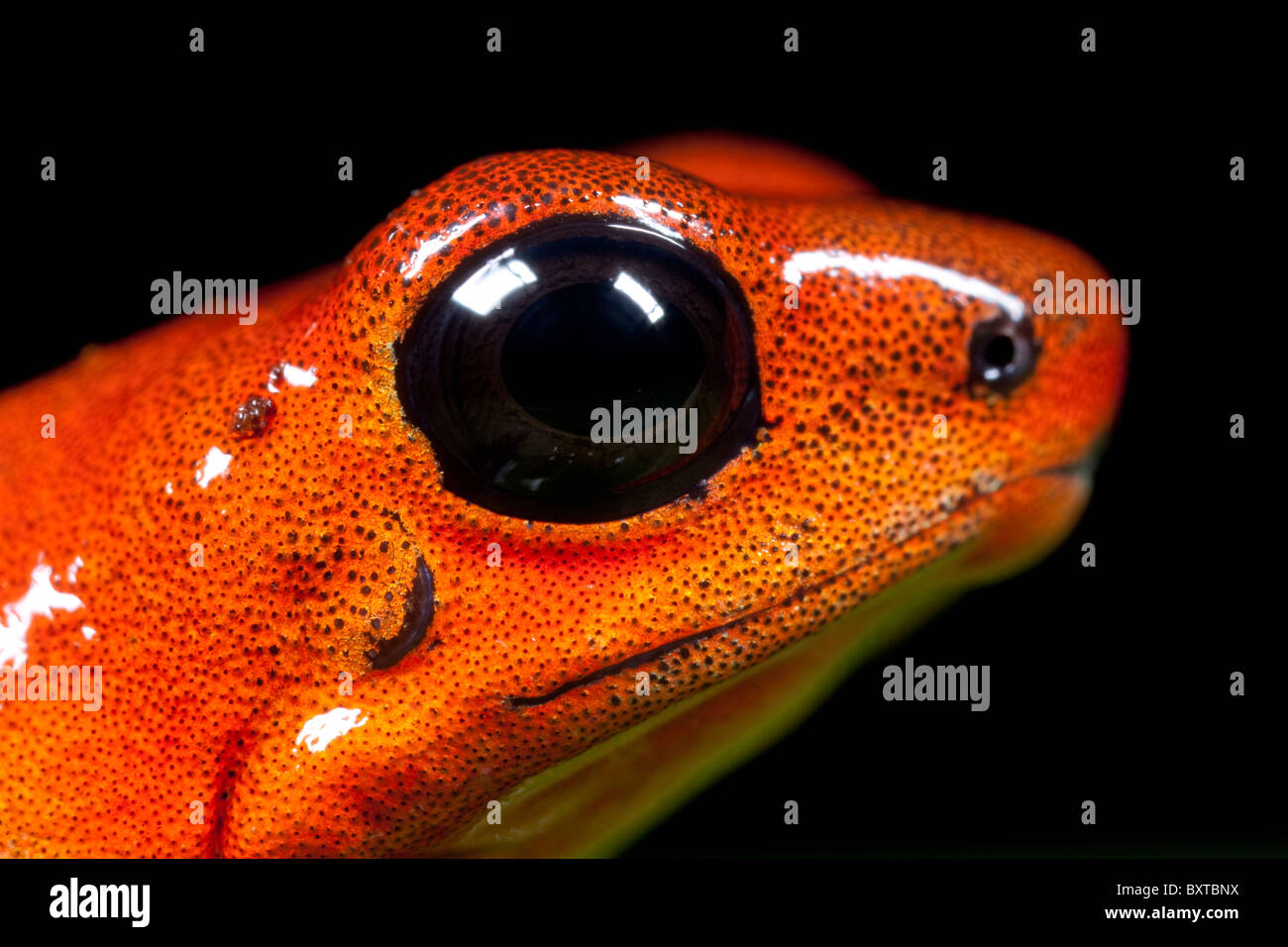 Costa Rica, Alajuela, fraise-Poison dart Frog (Oendrobates pumilio) en captivité Banque D'Images