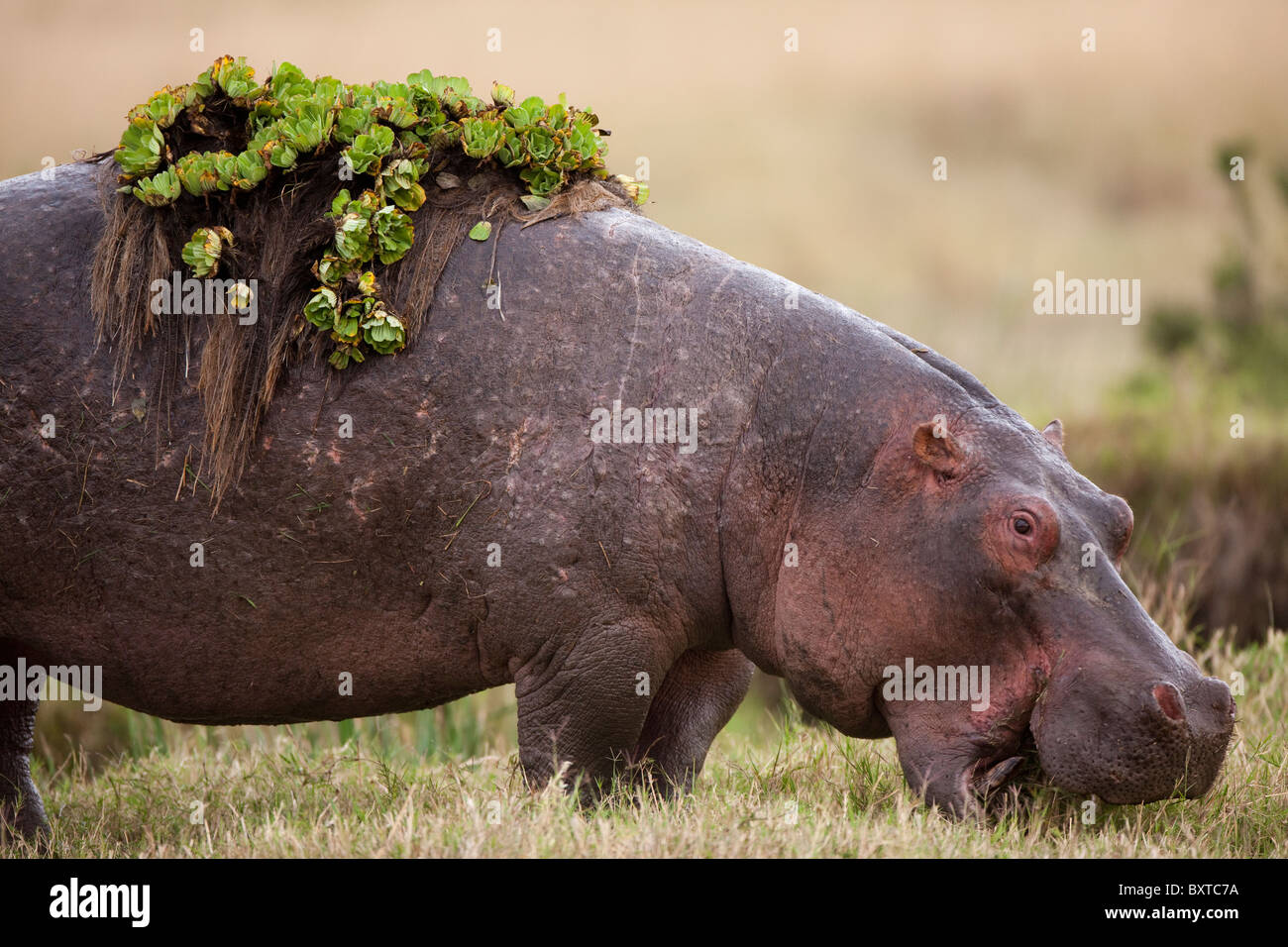 Afrique, Kenya, Masai Mara, d'Hippopotame (Hippopotamus amphibius) tapis de végétation avec l'alimentation tenue à son retour Banque D'Images