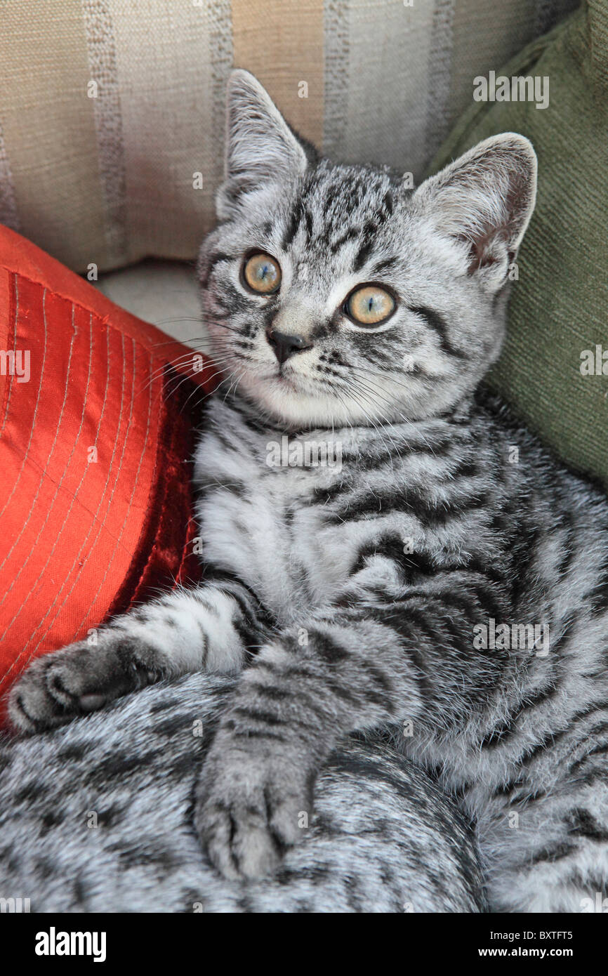 British Shorthair Silver Spotted, chatons, 3 mois Banque D'Images