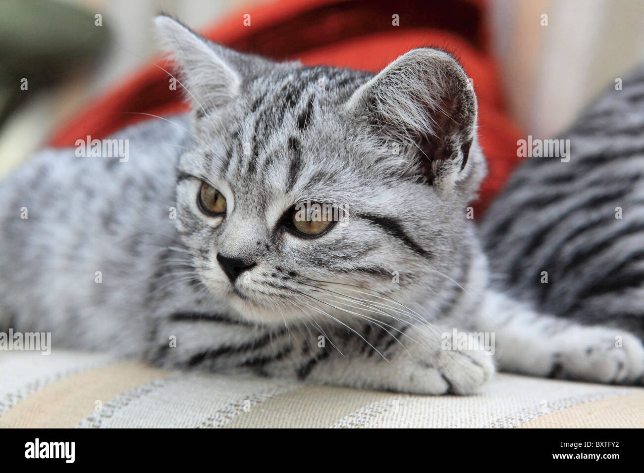 British Shorthair Silver Spotted, chatons, 3 mois Banque D'Images