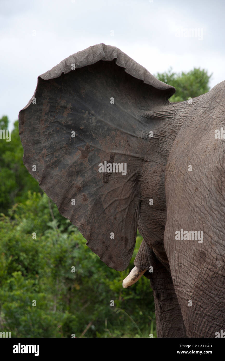 Les vaisseaux sanguins dans l'oreille d'un éléphant d'Afrique Banque D'Images