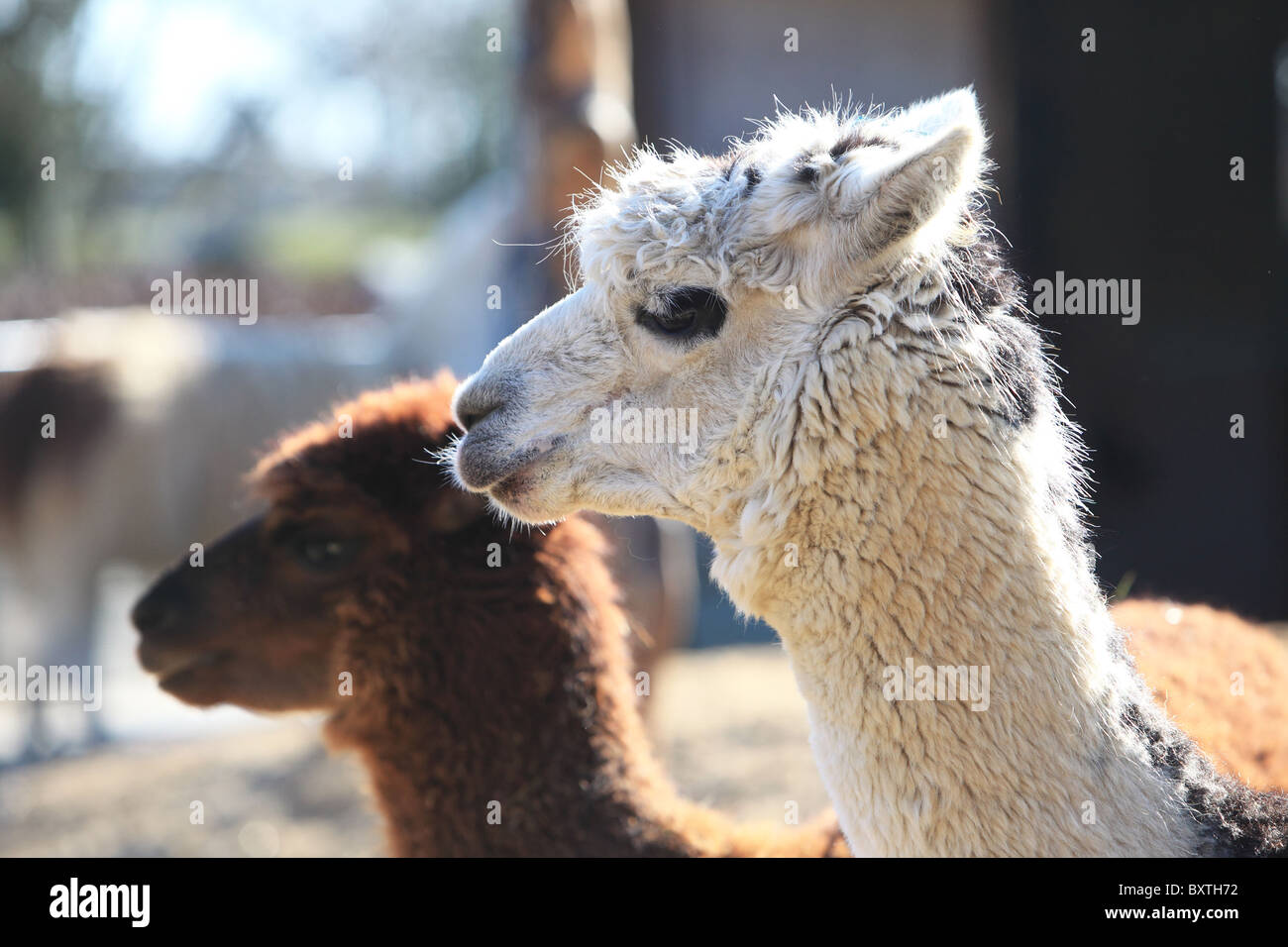 Le Zoo de Londres, les alpacas Banque D'Images