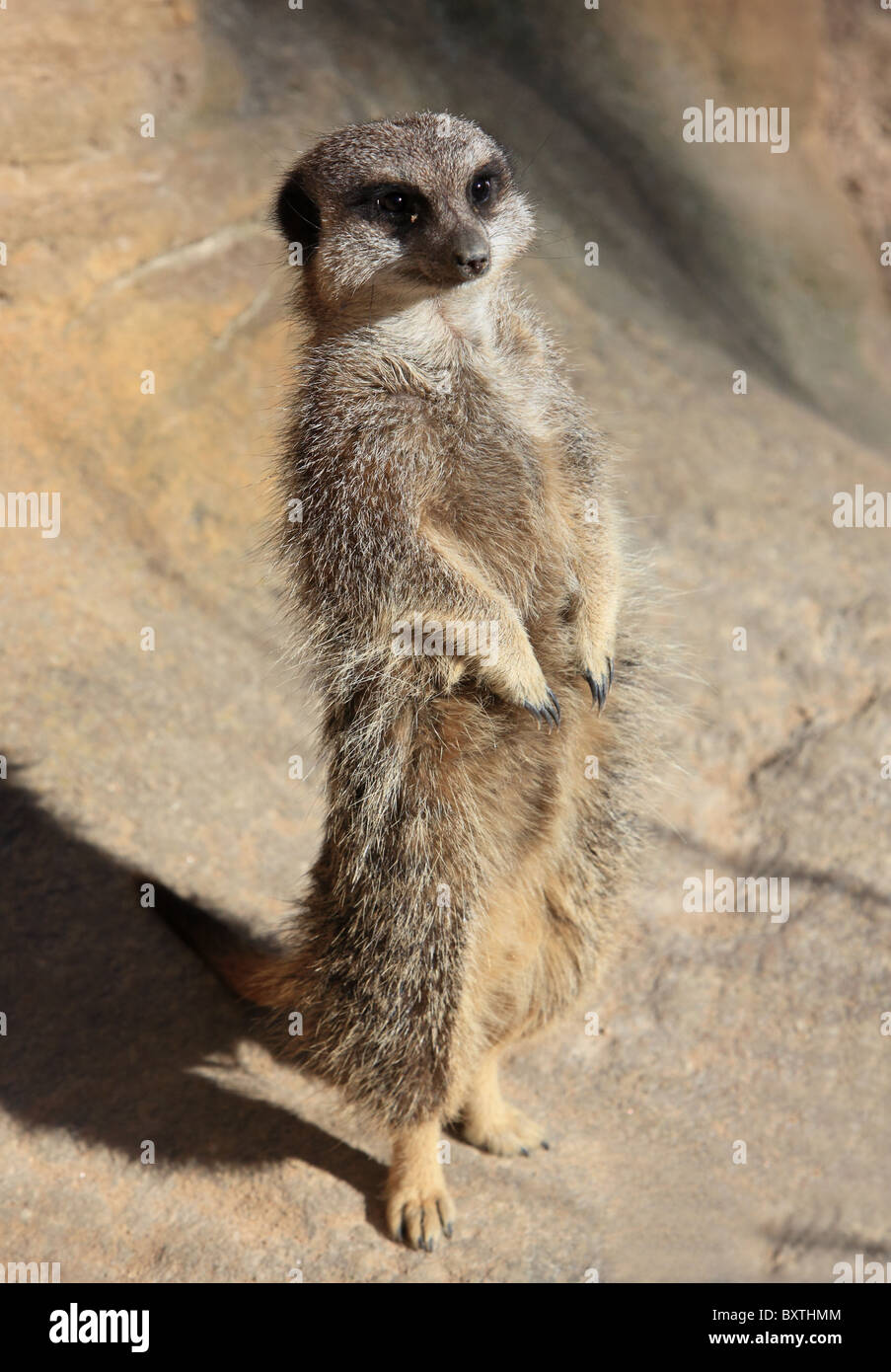 Le Zoo de Londres, Meerkat Banque D'Images