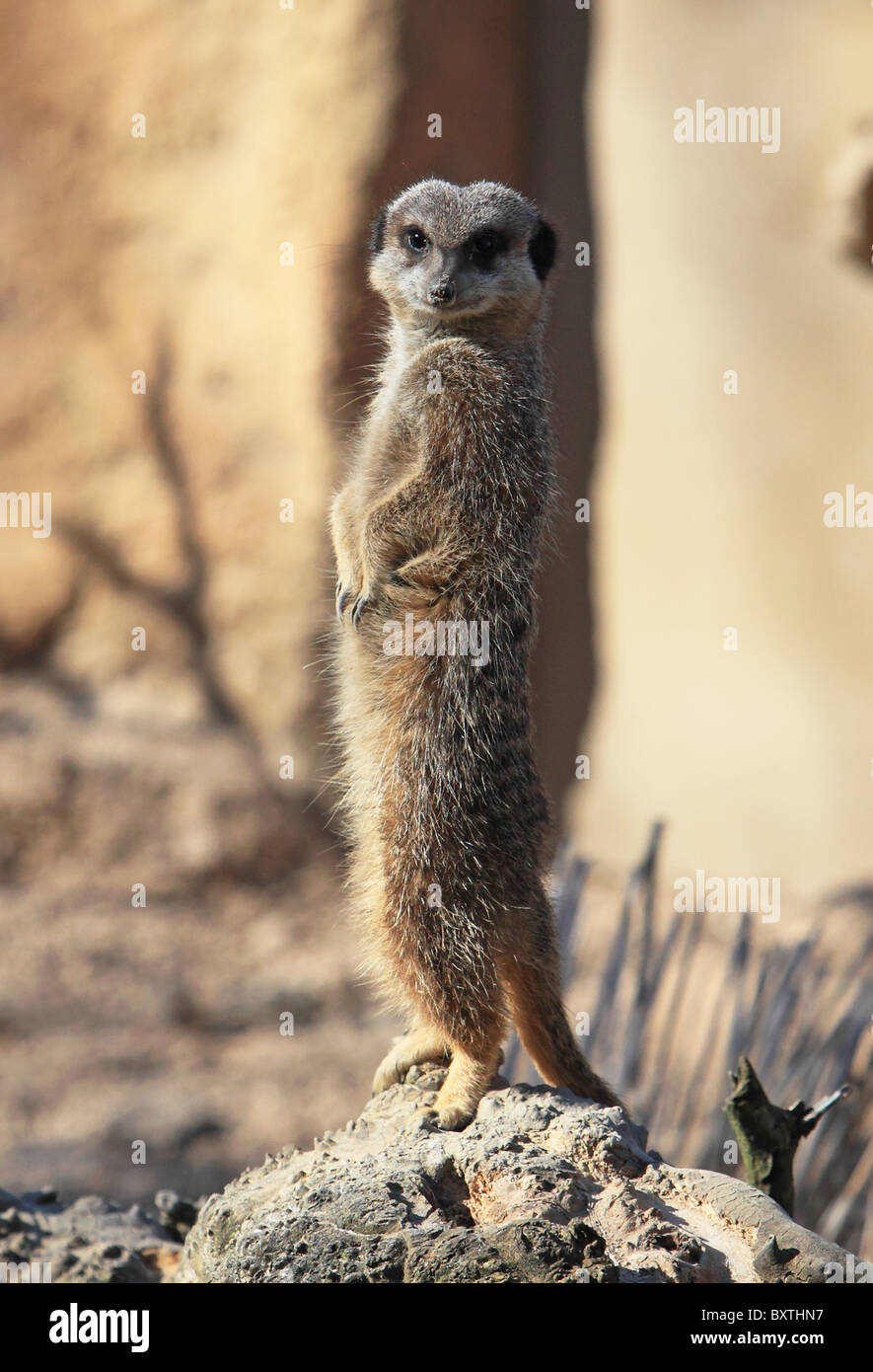 Le Zoo de Londres, Meerkat Banque D'Images