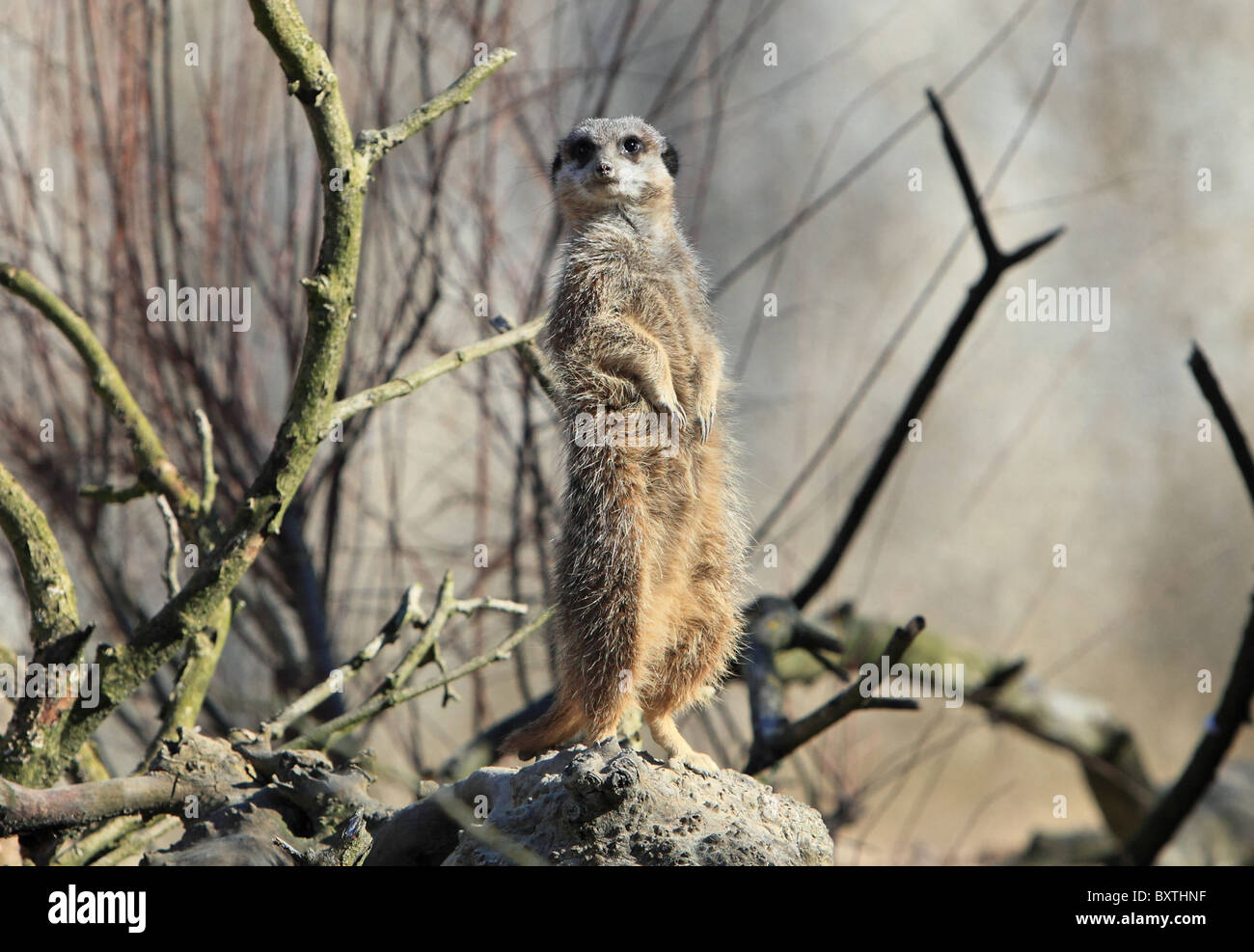 Le Zoo de Londres. Meerkat Banque D'Images