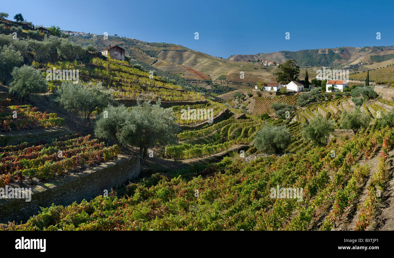 Le Portugal, la Vallée du Douro, le quartier du vin, des vignes à Casais do Douro Banque D'Images