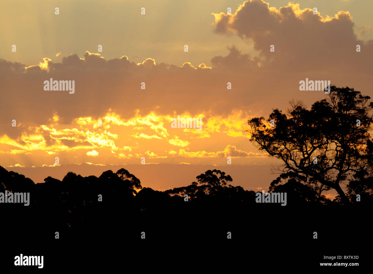 Coucher du soleil près de Pemberton Wa Australie Banque D'Images