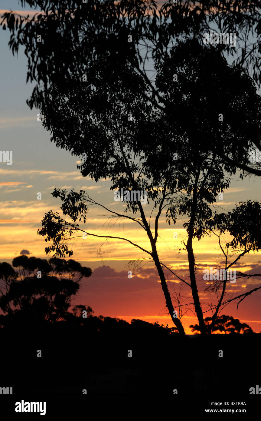 Coucher du soleil à Merredin Wa Australie Banque D'Images