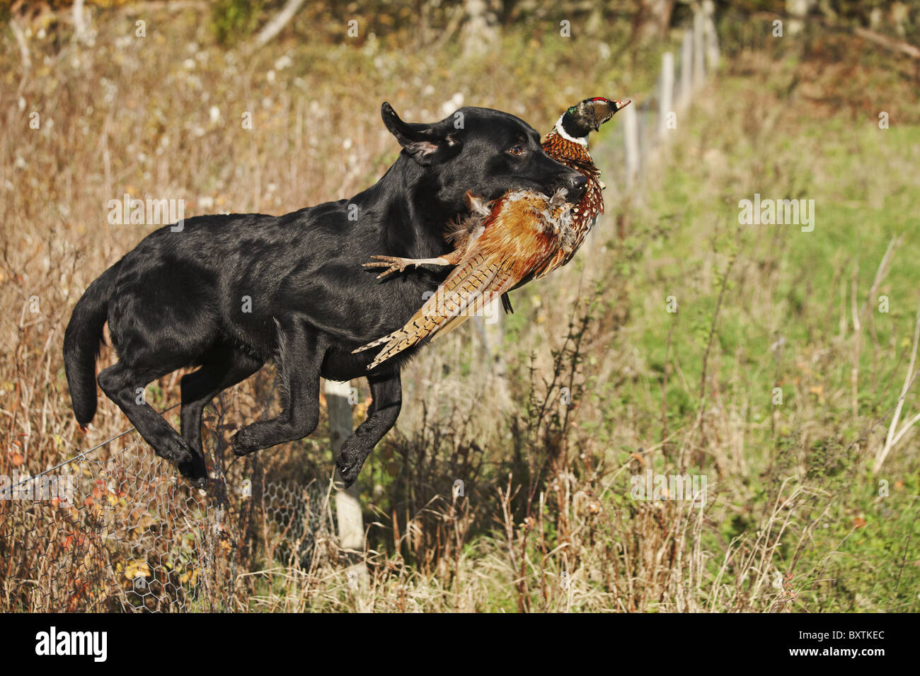 Labrador noir bien formés en cours d'exécution avec le faisan de chasse qui a été abattu lors d'une chasse au faisan. Banque D'Images