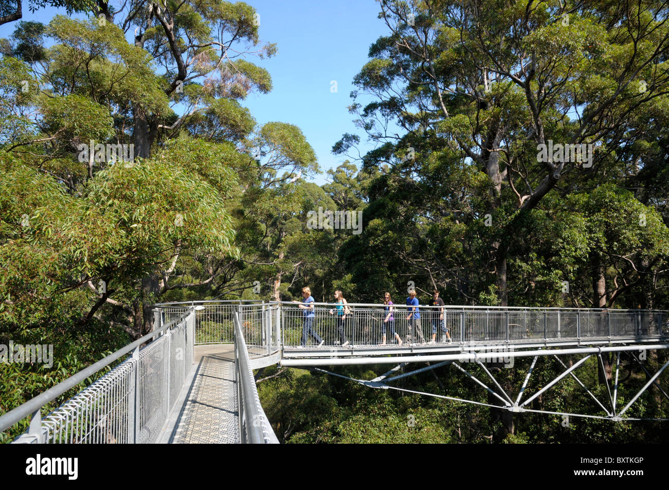 La Vallée des Géants Treetop Walk près de Ubbeston Wa Australie Banque D'Images