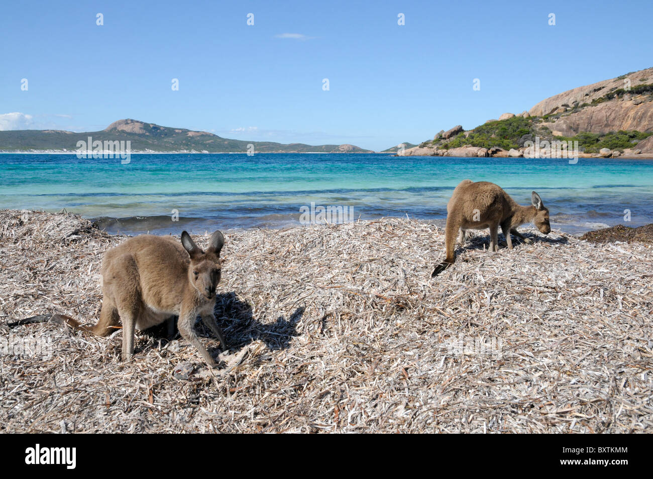 Kangourous sur la plage à Lucky Bay En Cape Le Grand National Park à Esperance Wa Australie Banque D'Images