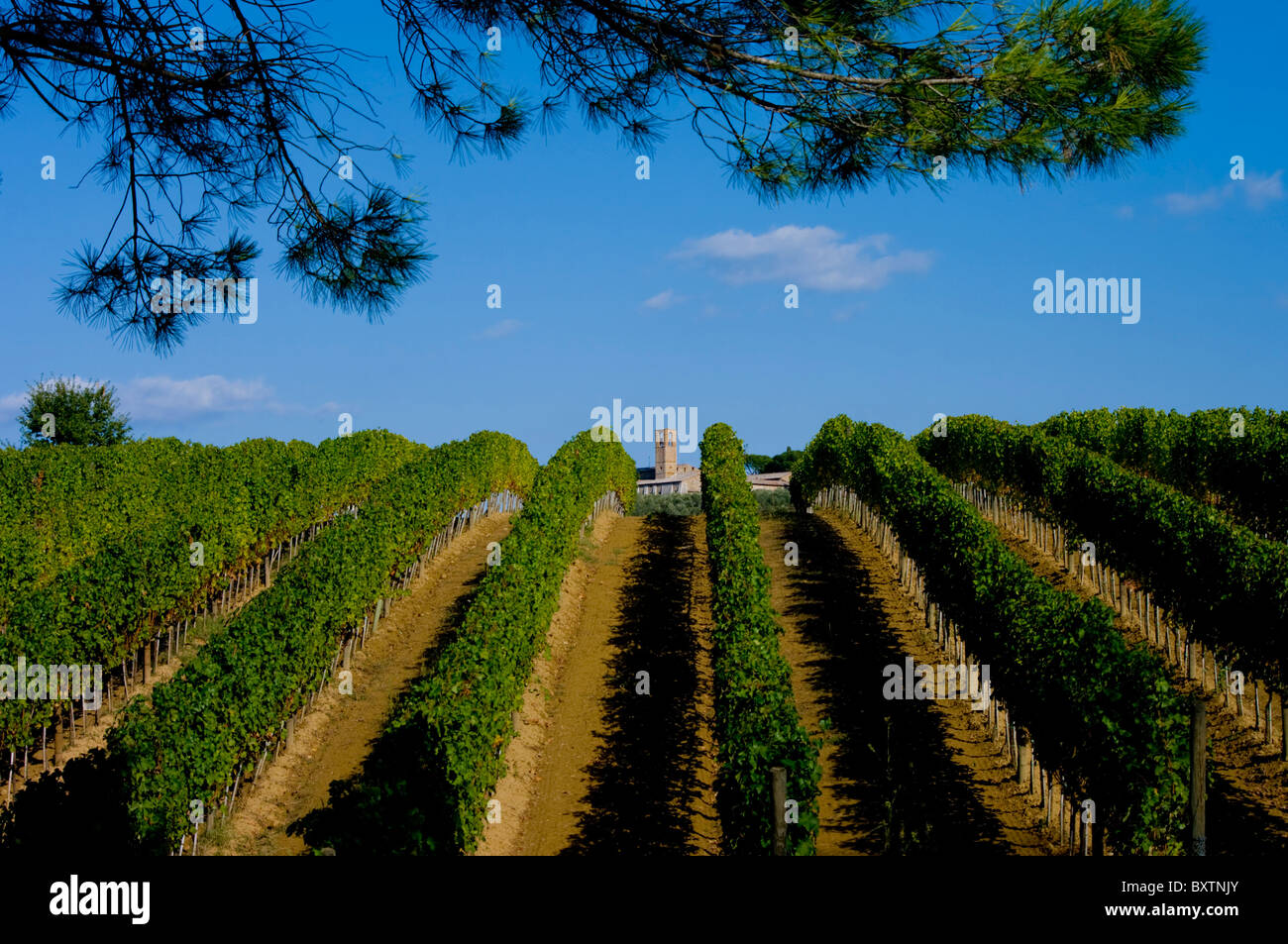 L'Europe, Italie, Toscane, vignoble et Église Banque D'Images