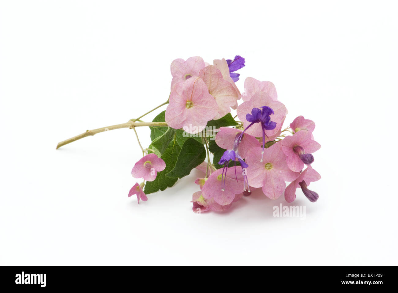 Close-up of Purple chapeau chinois fleurs sur fond blanc Photo Stock - Alamy