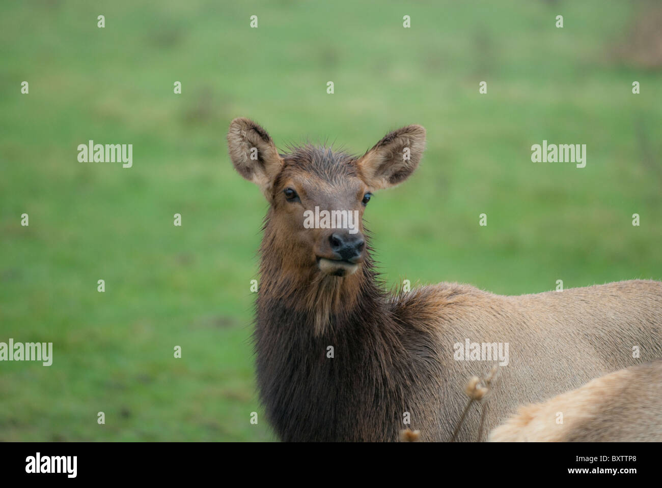 Élans sauvages Banque D'Images