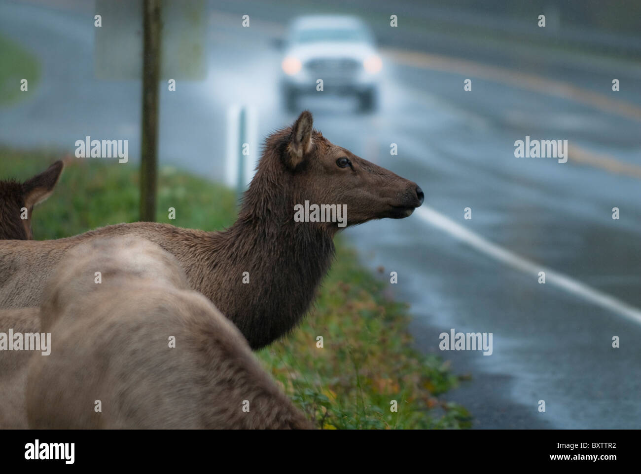 Élans sauvages Banque D'Images