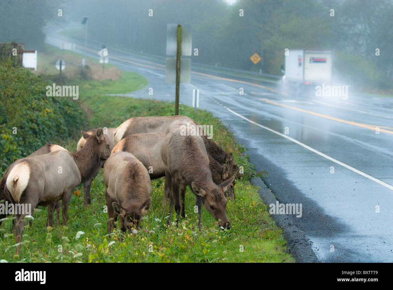Élans sauvages Banque D'Images