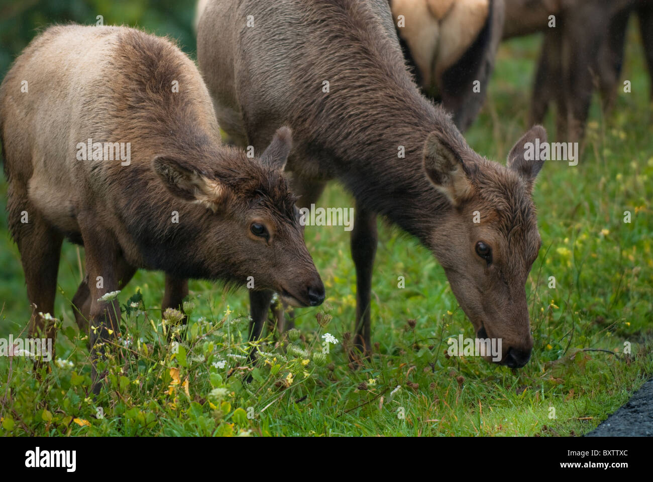 Élans sauvages Banque D'Images