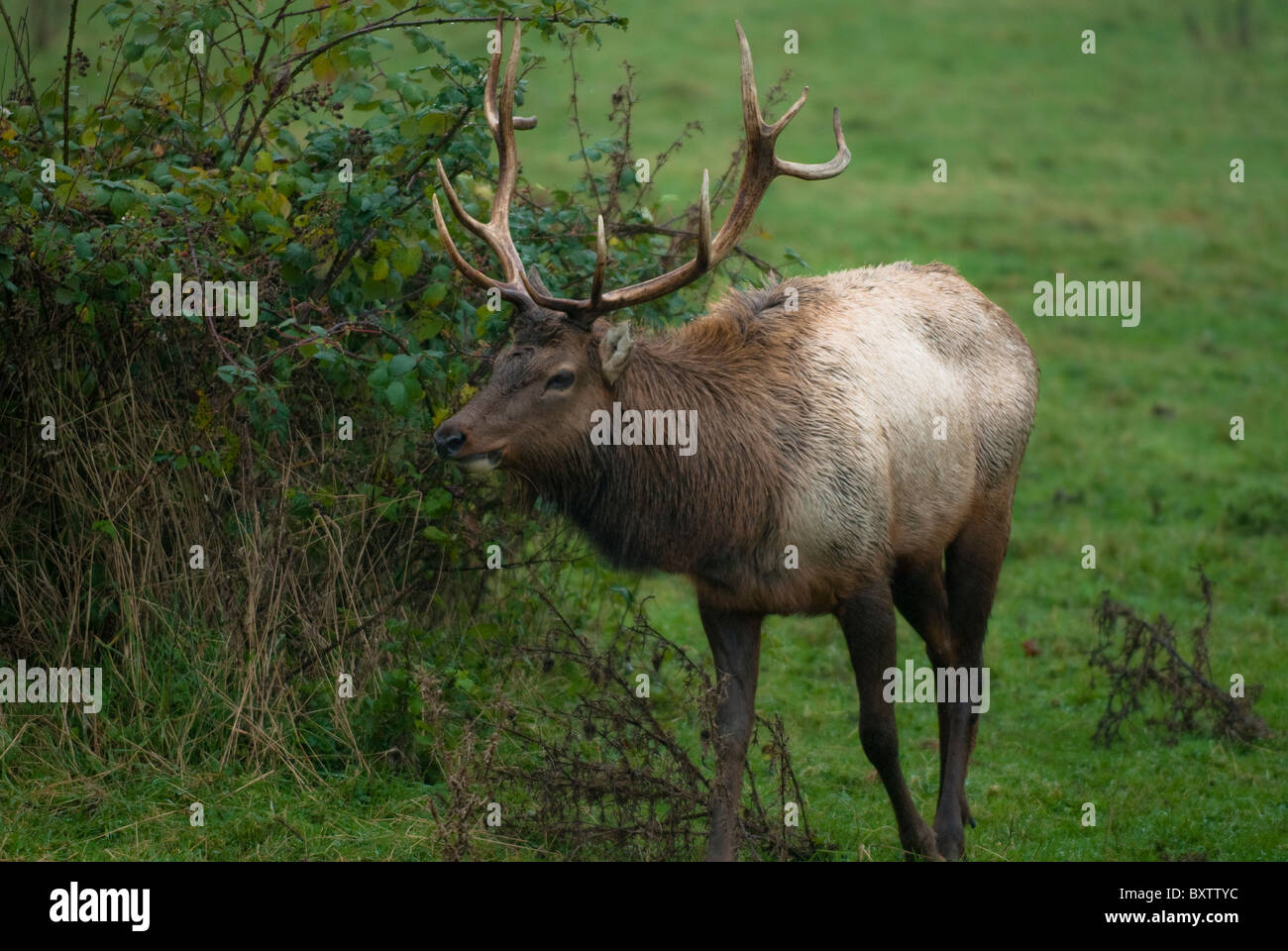 Élans sauvages Banque D'Images
