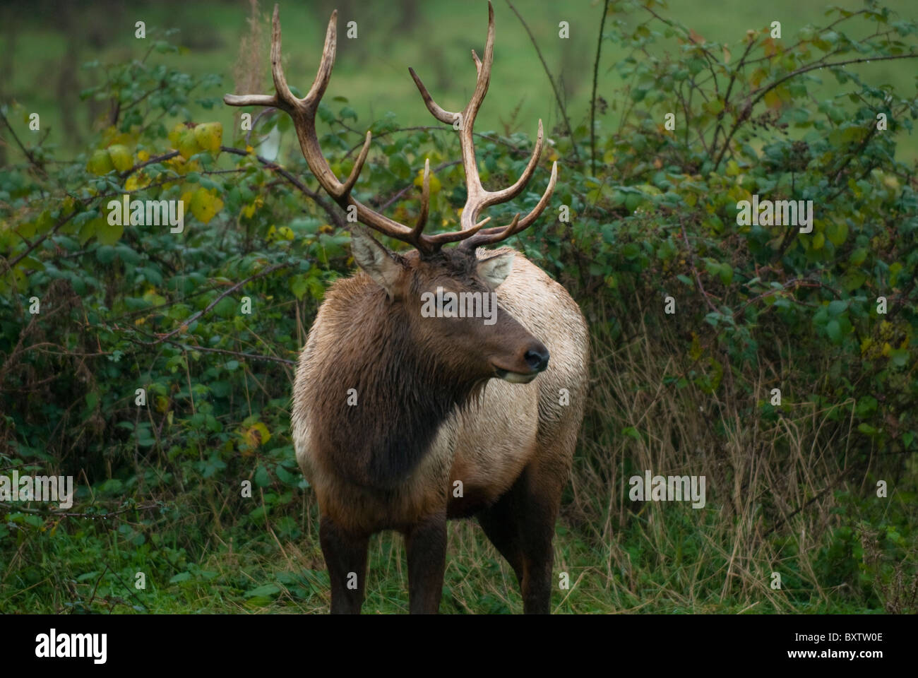 Élans sauvages Banque D'Images