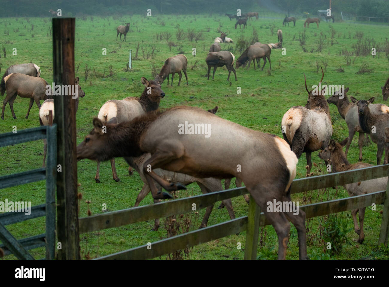 Élans sauvages Banque D'Images